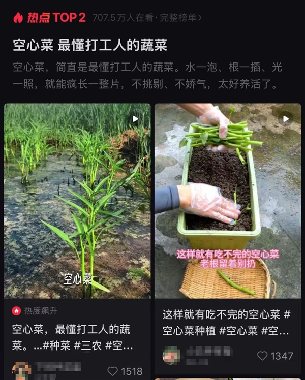 最懂“牛马”的蔬菜!给水就能活