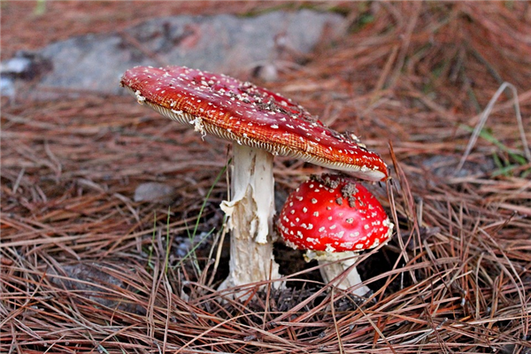 越野跑爱好者户外误食有毒野蘑菇:全身发黑去世