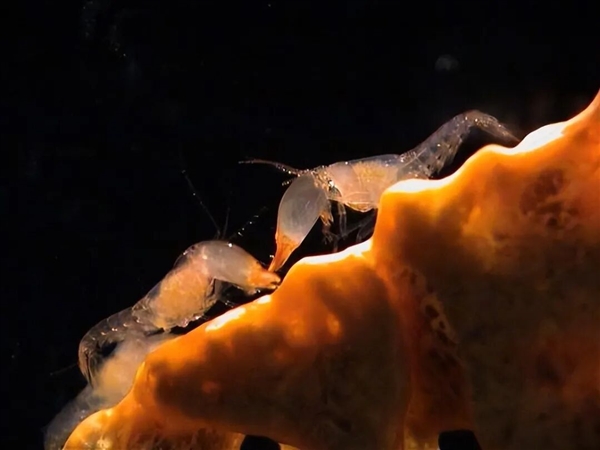 这类奇怪的大虾 有着白蚁、蚂蚁一样的社会结构 水中唯一