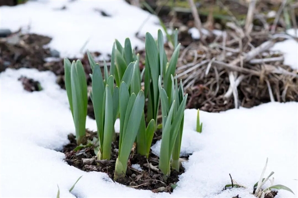 世界上为数不多的恒温植物:温度可达40℃让臭气飘更远!