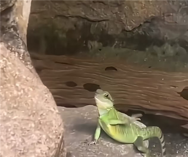 马来西亚一条蜥蜴走红：看到游客会挥手打招呼 被称社交牛蜥