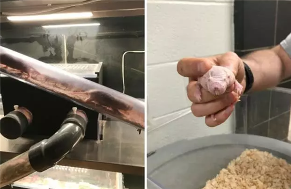 裸鼹鼠：这绝对是最独特的哺乳动物之一