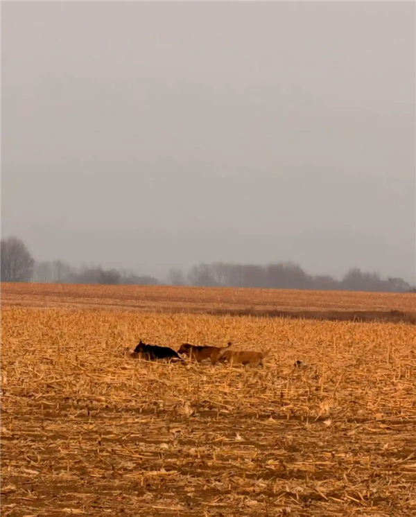 7只狗狗上演大逃亡:本以为是自救励志片 结果是为爱离家出走
