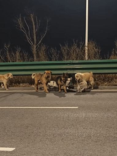 7只狗狗上演大逃亡:本以为是自救励志片 结果是为爱离家出走