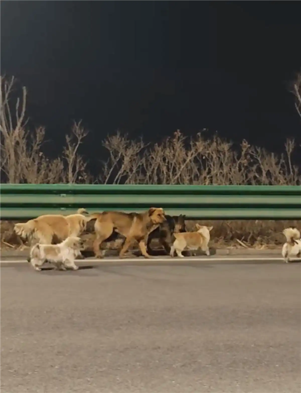 7只狗狗上演大逃亡:本以为是自救励志片 结果是为爱离家出走