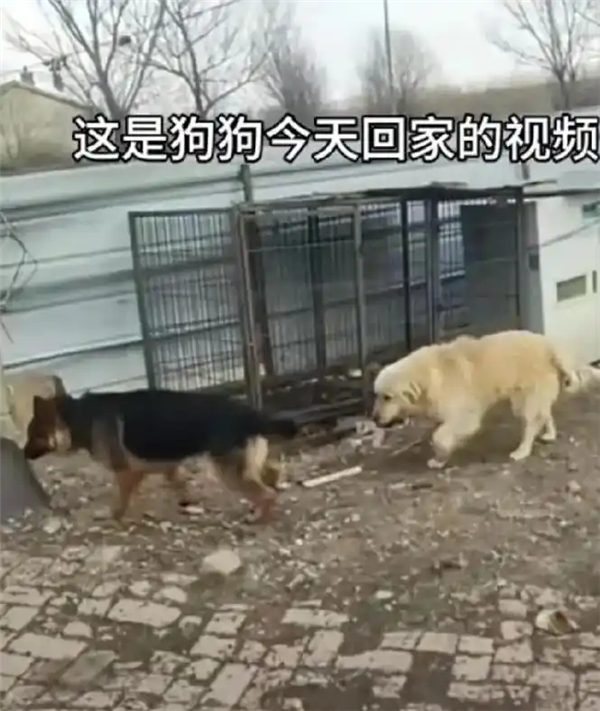 7只狗狗上演大逃亡:本以为是自救励志片 结果是为爱离家出走