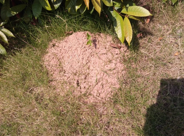 遇到这种小土包千万别踩！有可能丧命