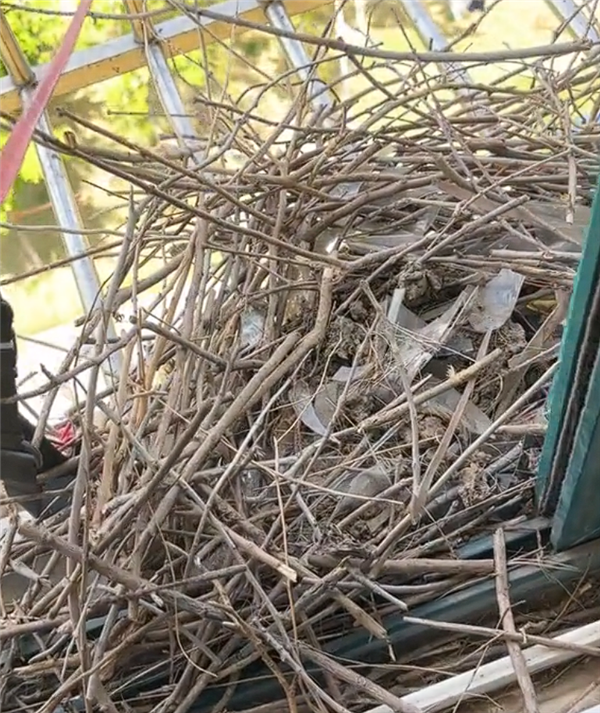 智商最高的鸟类之一！男子拆鸟窝遭喜鹊叼垃圾封窗报复