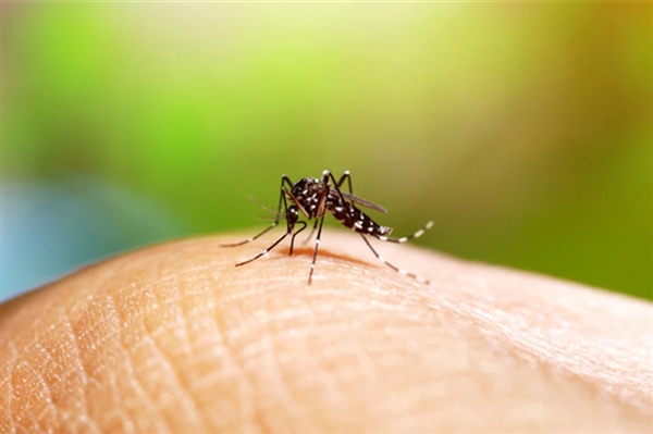 成本几毛钱 央视曝光劣质驱蚊产品